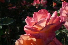 blooming roses in the garden