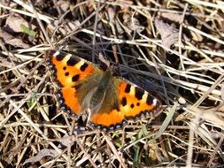 orange butterfly on dry grass