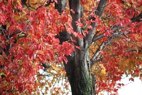 tree leaves maple autumn fall red