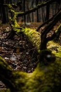 Moss on a fallen tree in the forest