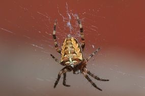 spotted spider on a white web