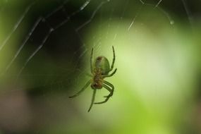 Spider on a web on a background of a green plant