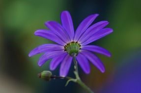 macro photo of blue cineraria flower
