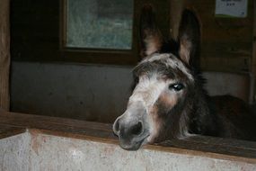 donkey head at window