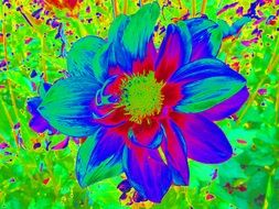 colorful picture of dahlia flower