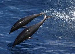 Northern Whale Dolphin in the ocean