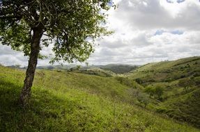 green tree on a green hill under a cloudy sky