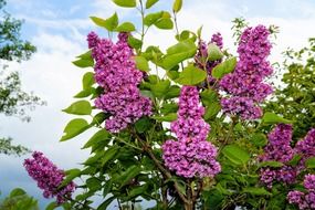 bush of lilac flowers