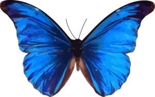 blue butterfly insect morpho as an illustration