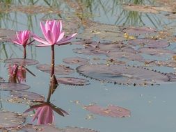 pink lotus flower in pond