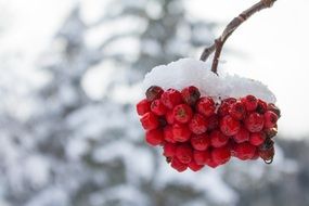 white snow crystals on a red mountain ash