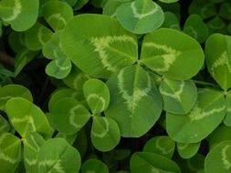 green clover leaves of various sizes