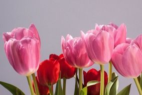 pink and red tulips