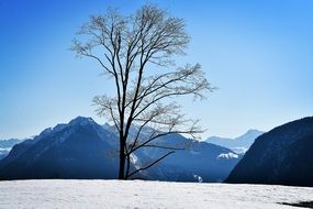 bared tree winter snow sky landscape