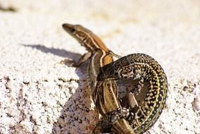 closeup photo of Two beautiful colorful lizards