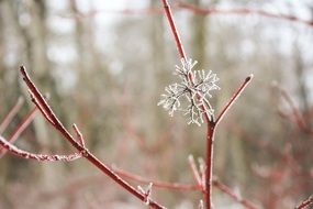 thin tree twigs in hoarfrost