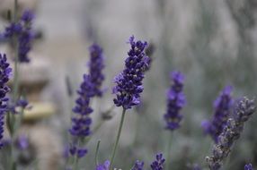 dark purple lavender