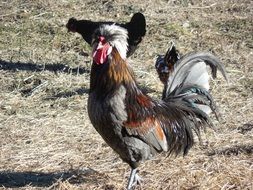 rooster bird