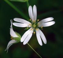 Greater stitchwort flowers blossom