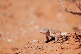 long nosed leopard lizard in natural environment