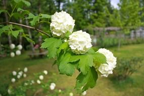 snowball tree with white spherical flowers