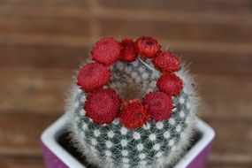red blooms on cactus plant flourished spur