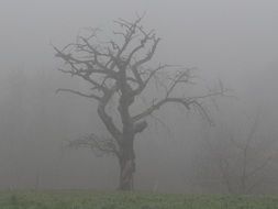 Beautiful nature with plants in fog