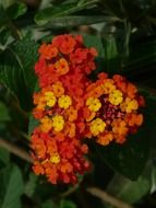 lantana is a plant with orange flowers