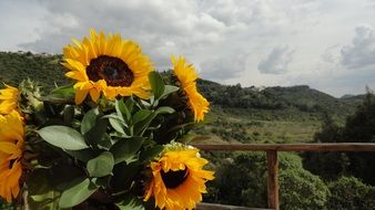 sunflowers as part of a beautiful landscape