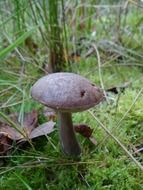 Mushroom and green grass in autumn