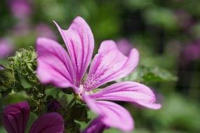 bright pink mallow blossom