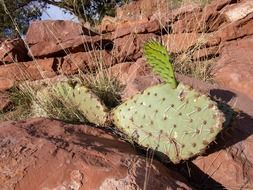 big cactus desert arizona