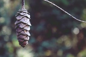 conifer cone on empty branch close up