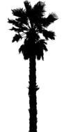 isolated palm tree silhouette