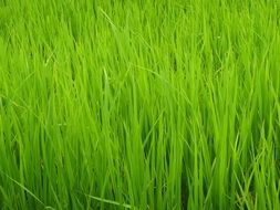 Close-up of the beautiful fresh green grass on the field