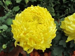 yellow chrysanthemum plant in the park