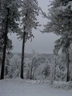 trees in the snow in the forest in December