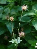 prickly flower bloom