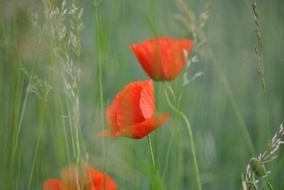 poppies in green grass, soft focus