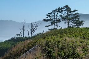 very beautiful shoreline trees