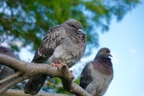 pigeons on branch