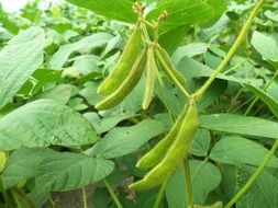 green pods on bushes on the fields in summer