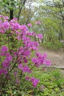 Spring pink azalea