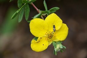 small bee on yellow bloom