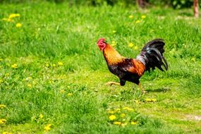 grass cock nature blades of