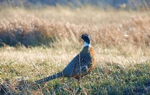 Beautiful pheasant bird