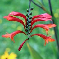 unusual red flower blossom