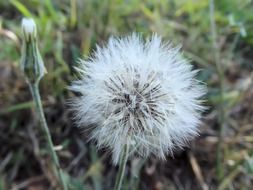 fluffy dandelion in the forest