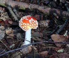 fly agaric in autumn