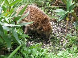 hedgehog in a natural environment